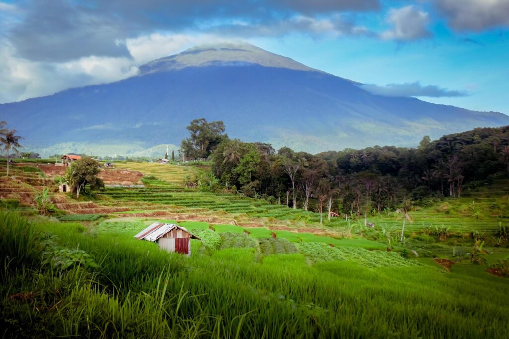 landscape view of rice fields with a hut in the middle and mountains in the background Stock Free