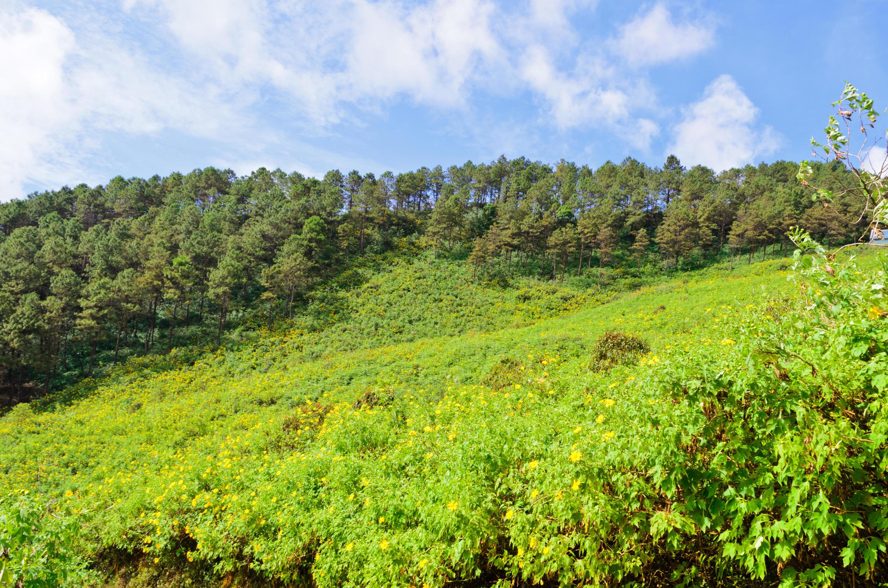 Scenic nature Doi Mae Uko mountain Stock Free