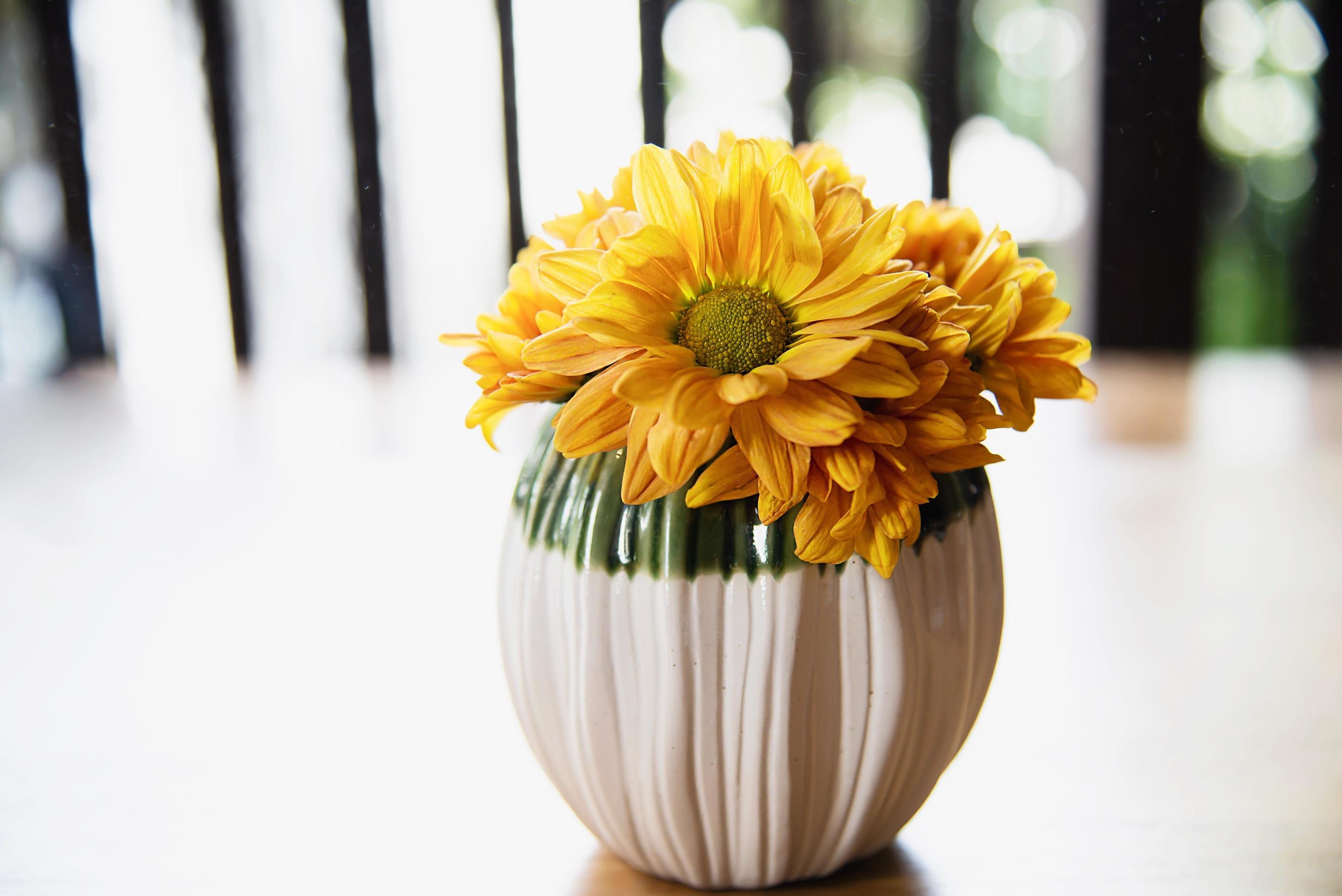 Fresh colorful small sun flower in ceramic pot – yellow flower decoration for background use Stock Free