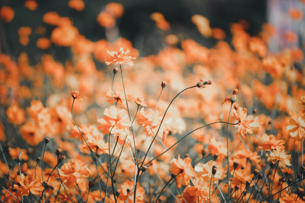 Orange and yellow cosmos flower blooming cosmos flower field, beautiful vivid natural summer garden outdoor park image. Stock Free