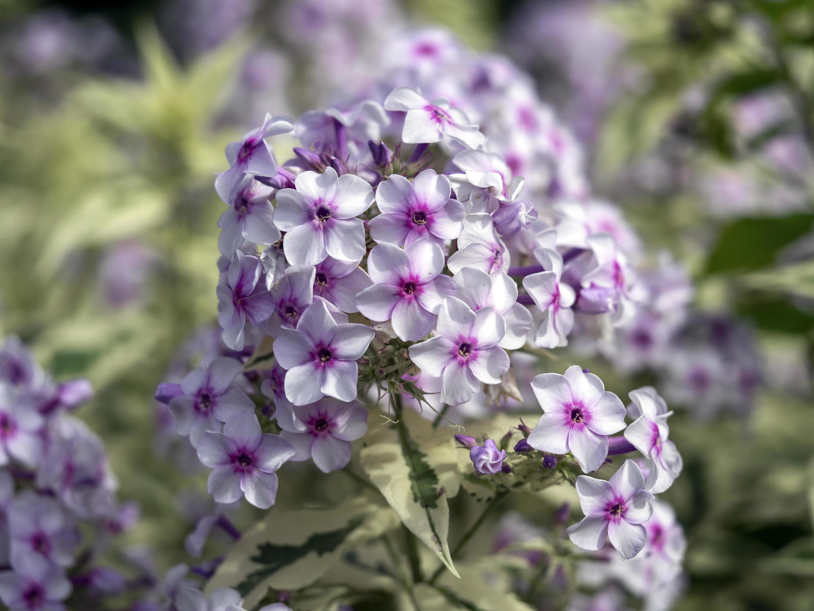 Closeup of flowers of Phlox paniculata Norah Leigh Stock Free