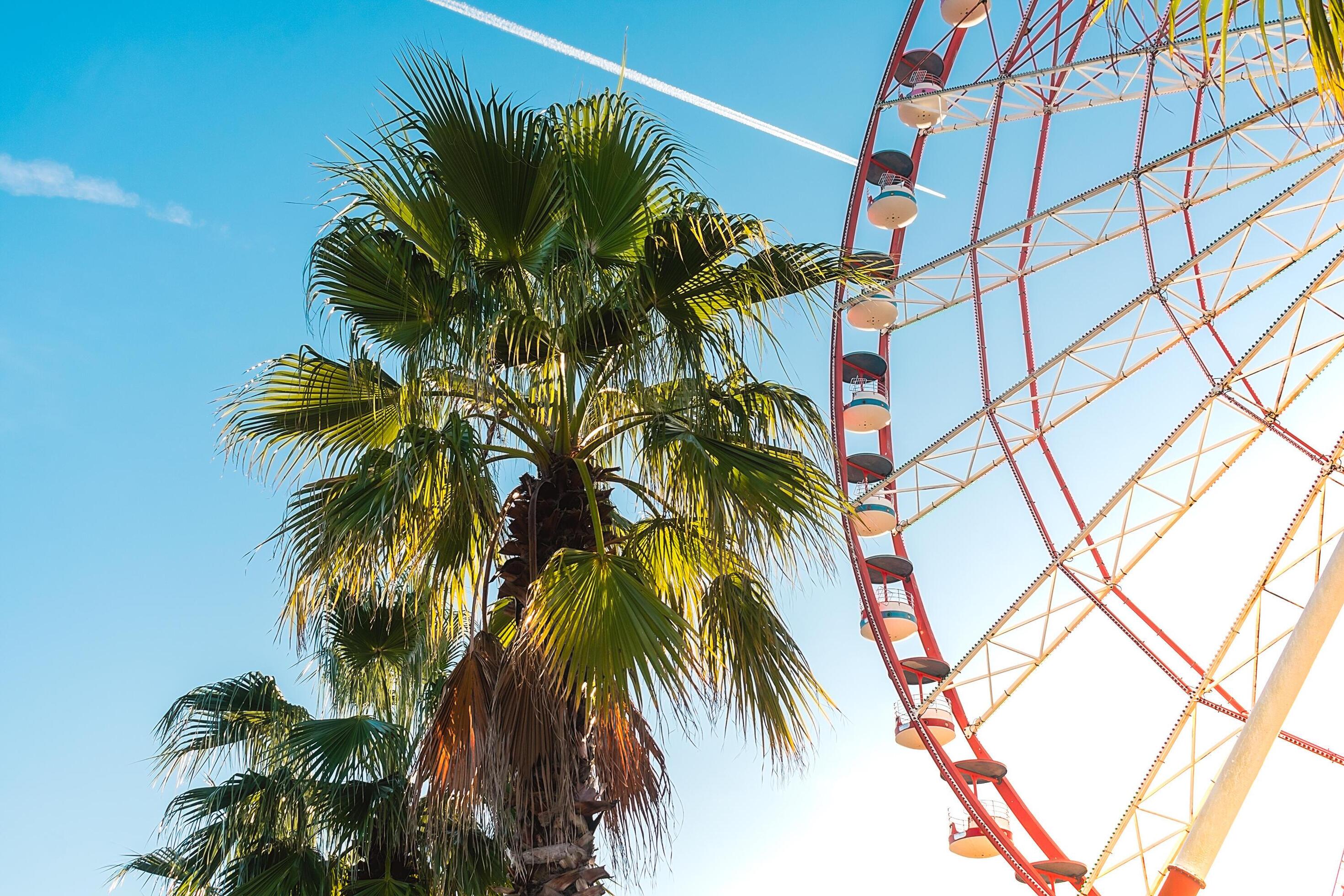 View of the Ferris wheel attraction against a background of blue sky between palm trees. Ferris wheel in the Georgian city of Batumi. Stock Free