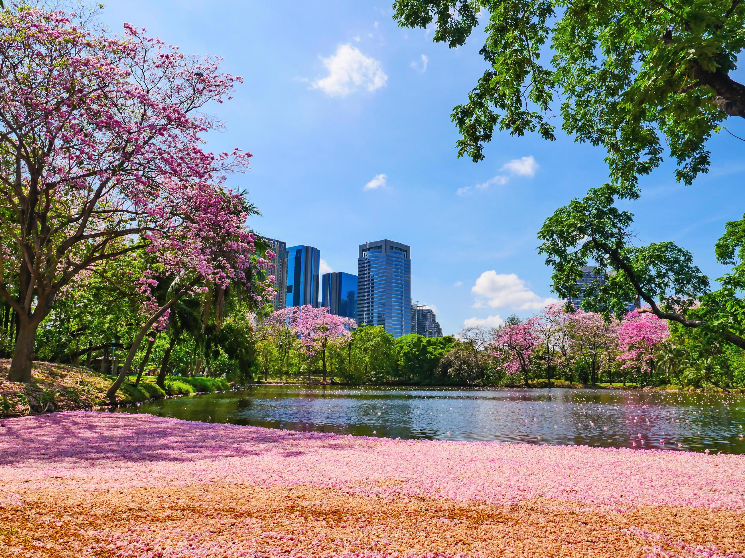 Flowers of pink trumpet trees are blossoming in Public park of Bangkok, Thailand Stock Free