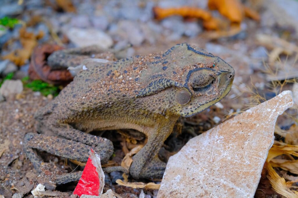 Macro Photography. Animal Close up. Macro shot of a dead frog camouflaged against the background, a dead and dried frog. Macro Photos of Exotic Animals Stock Free