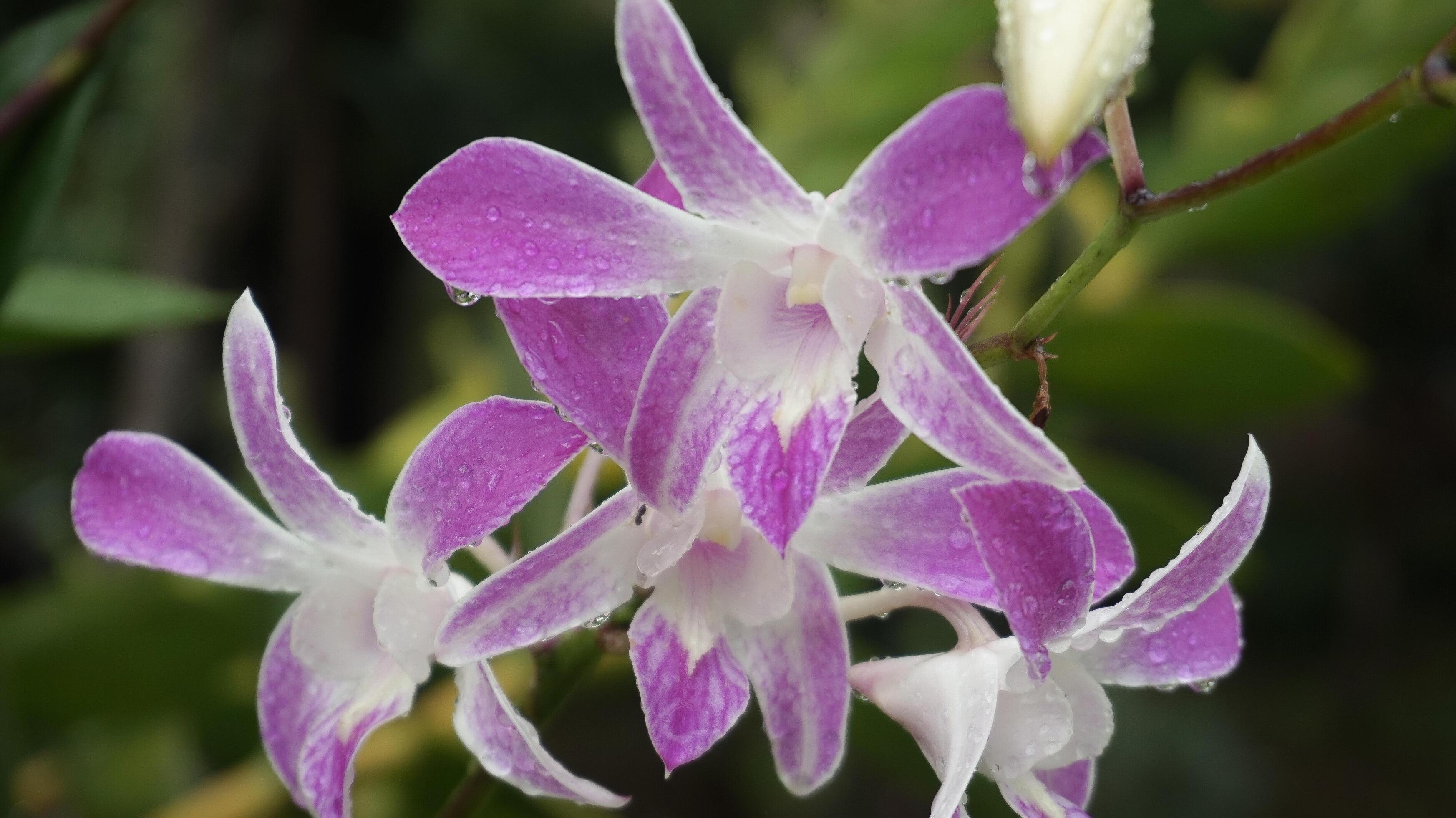 Orchid flowers, nature background, atmosphere after rain Stock Free