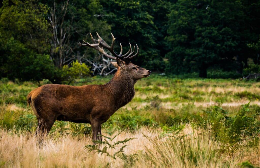 Deer Forest Grass Stock Free