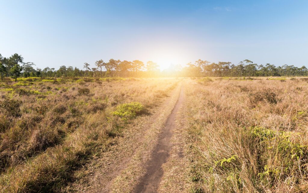 Nature trail with pine forest Thailand Stock Free