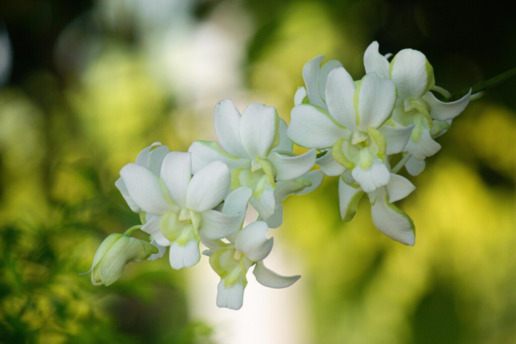 eautiful white orchid flowers nature background For various design work Stock Free