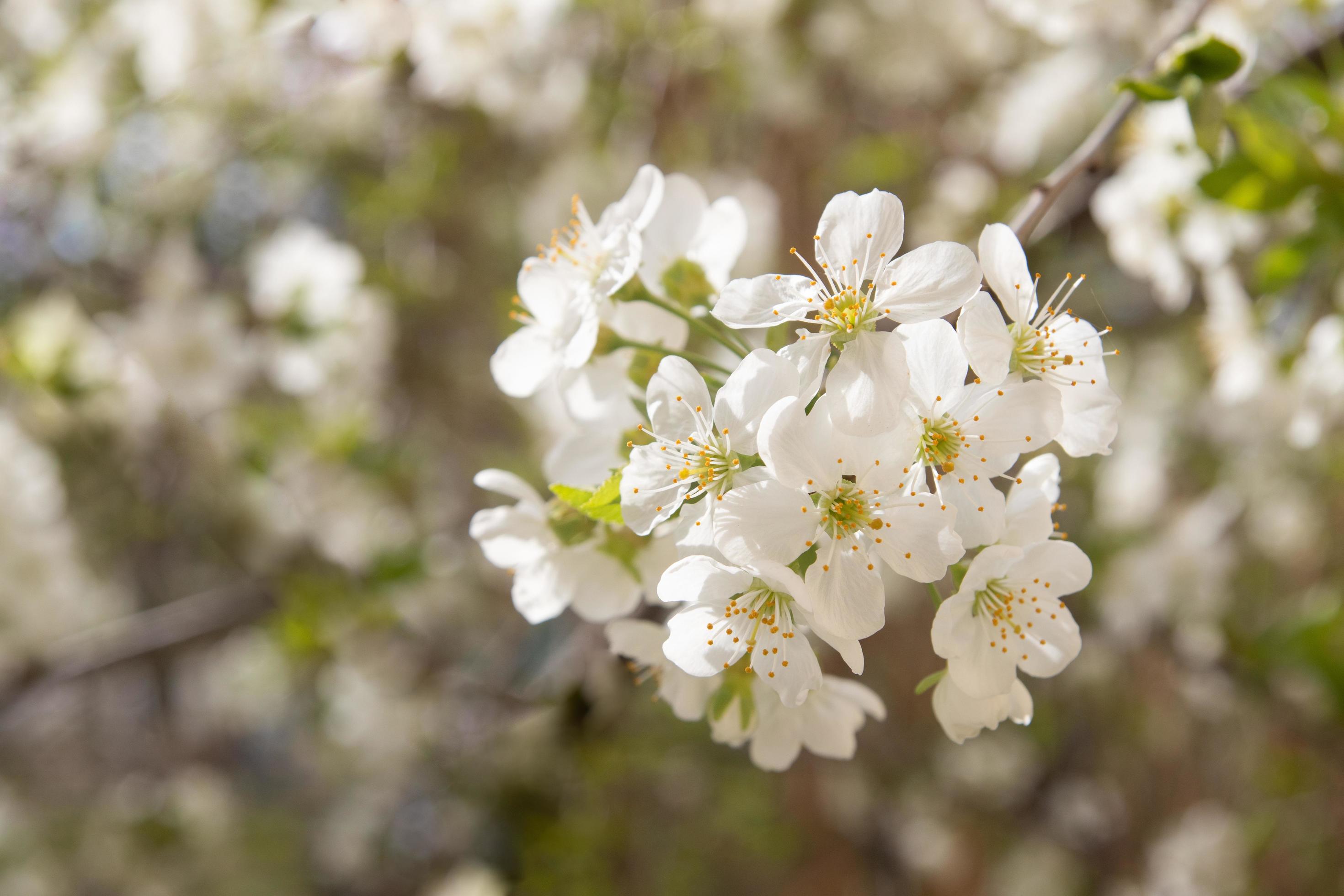 Spring bloom white flowers. Cherry blossom twigs Stock Free