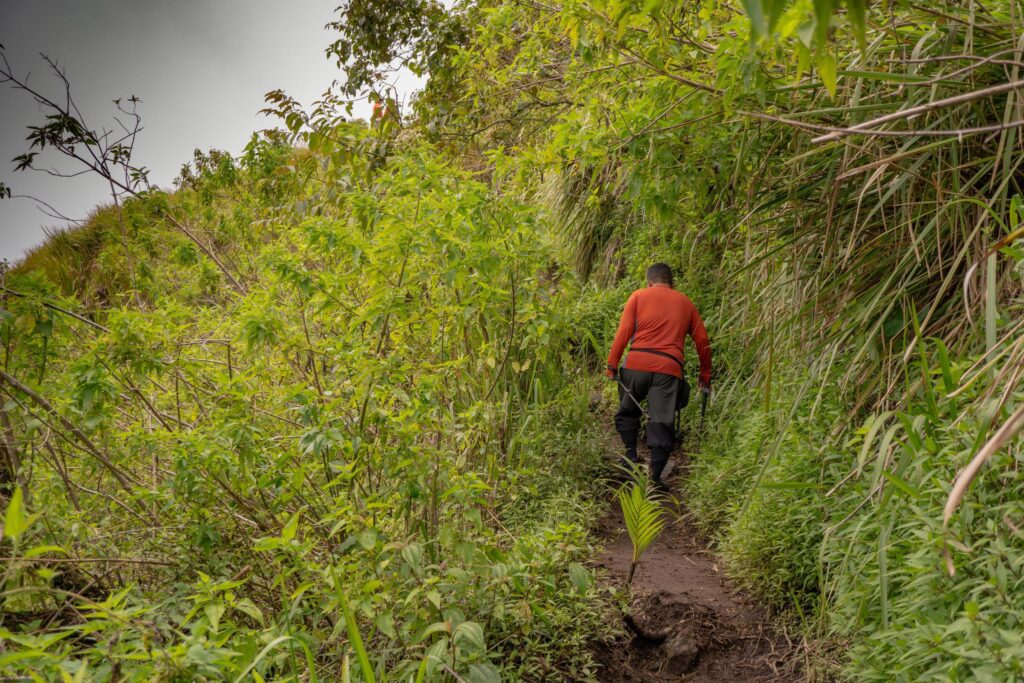 The way going to deep forest when spring time. The photo is suitable to use for adventure content media, nature poster and forest background. Stock Free