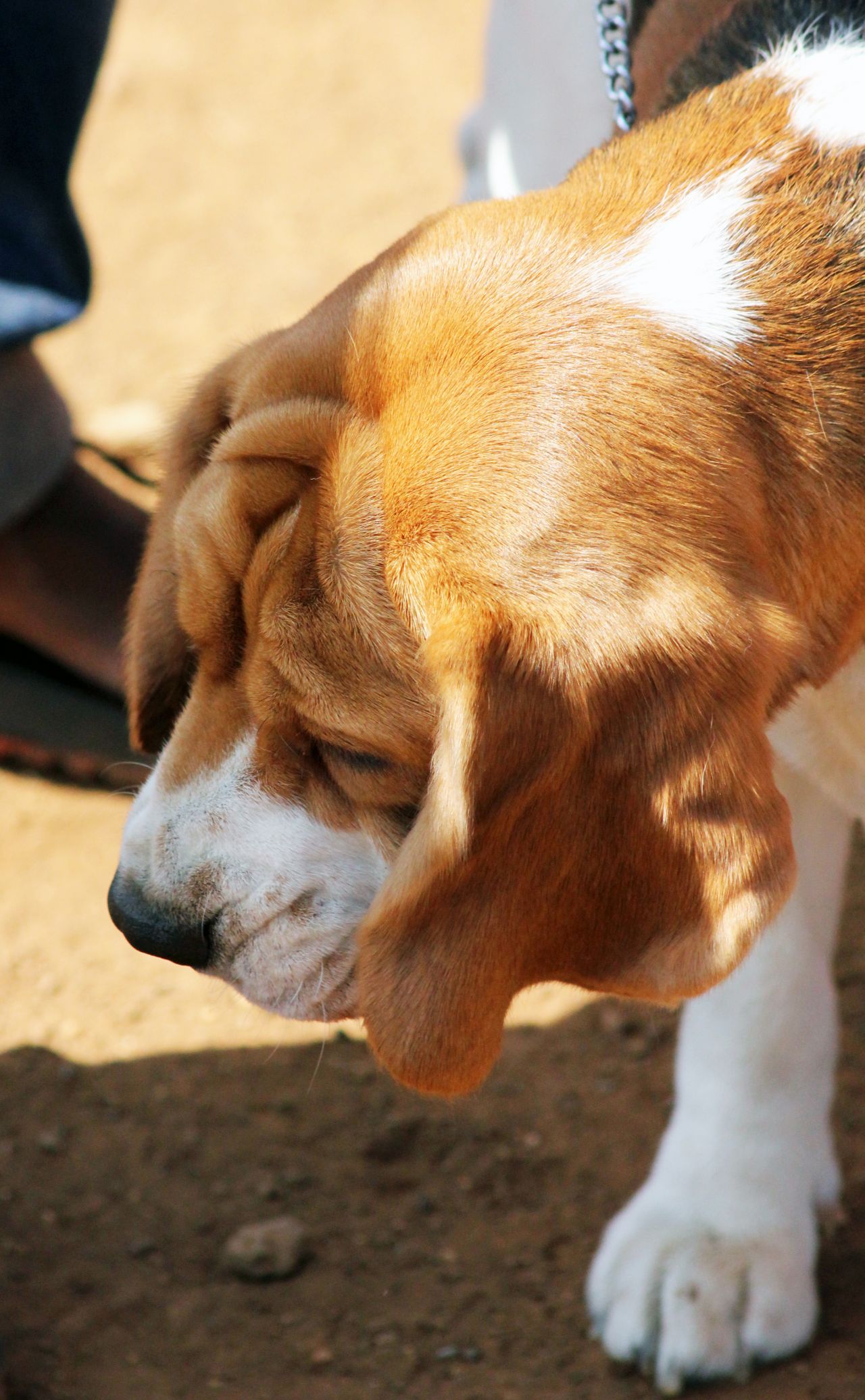 Beagle Cute Dog Stock Free