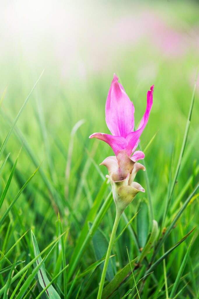 Siam tulips flower, Curcuma alismatifolia flower blooming. Stock Free