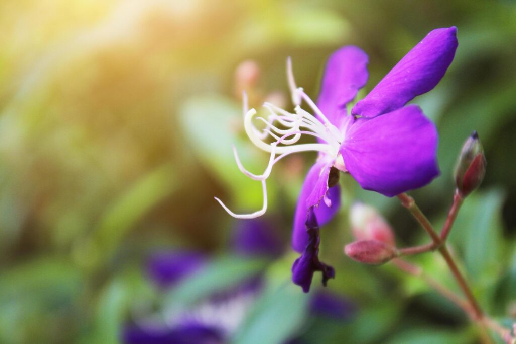 Violet flowers with sunlight in the Wild forest and garden. Stock Free