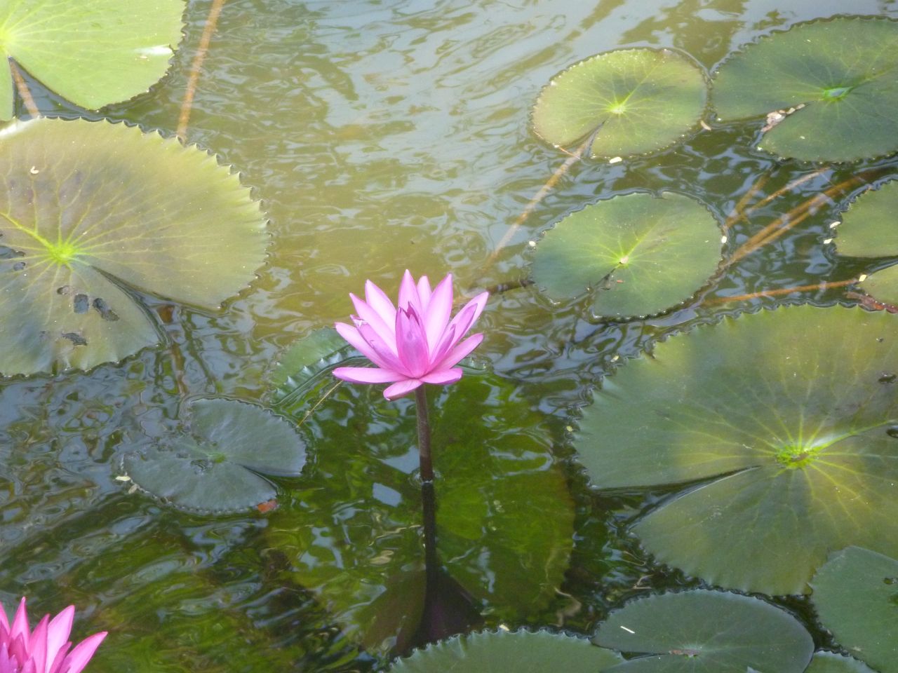 Lotus And Lotus Leaves Stock Free