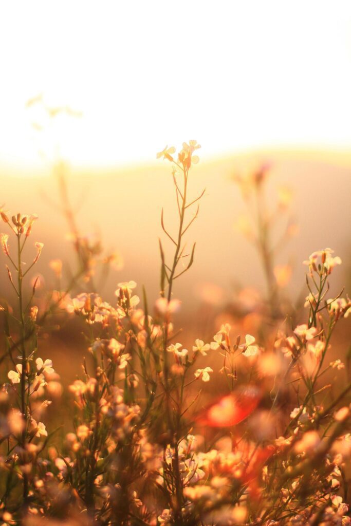 Beautiful bloming white wild flowers fields in springtime and natural sunlight shining on mountain. Stock Free