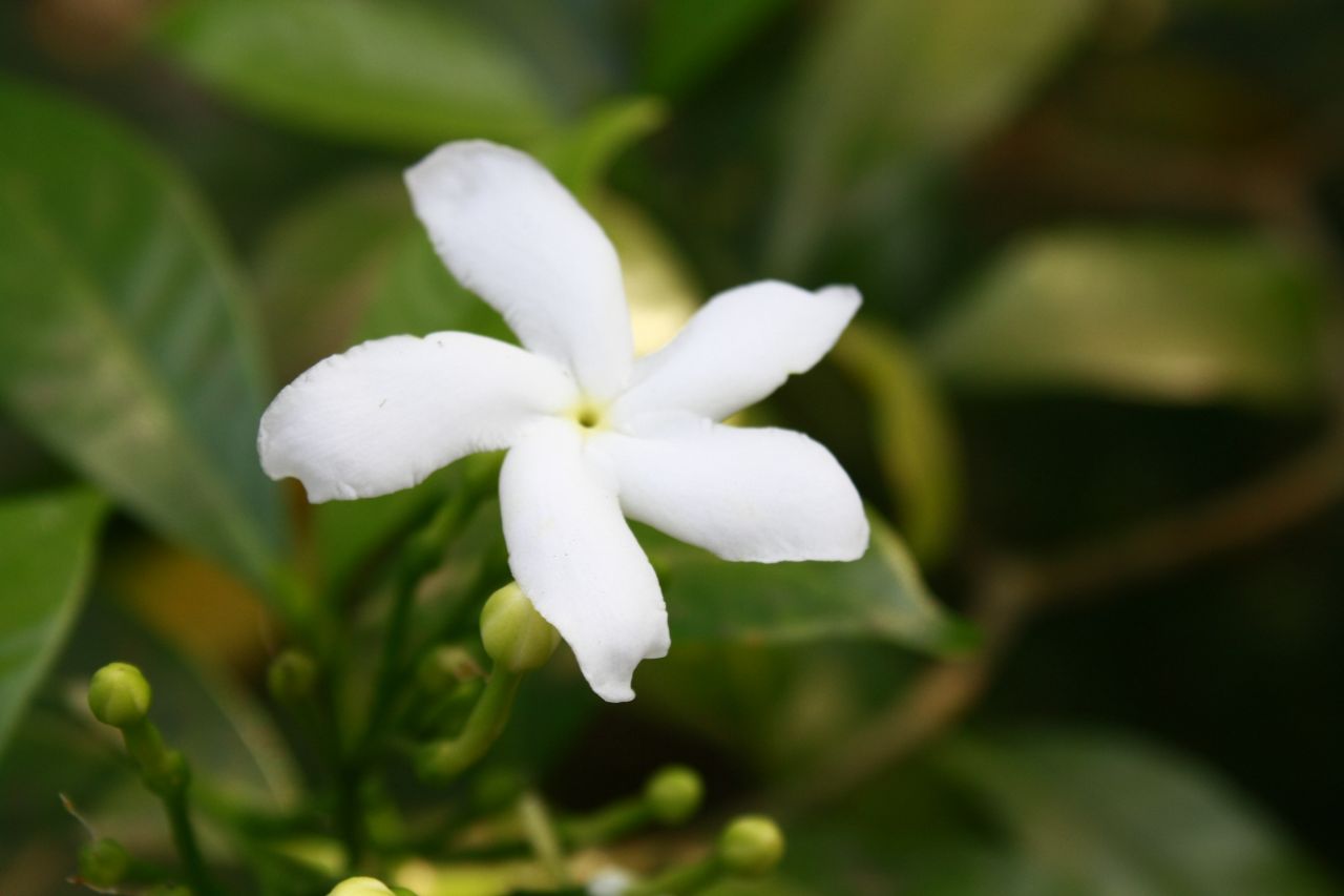 White Crape Jasmine Flower With Leaves Stock Free