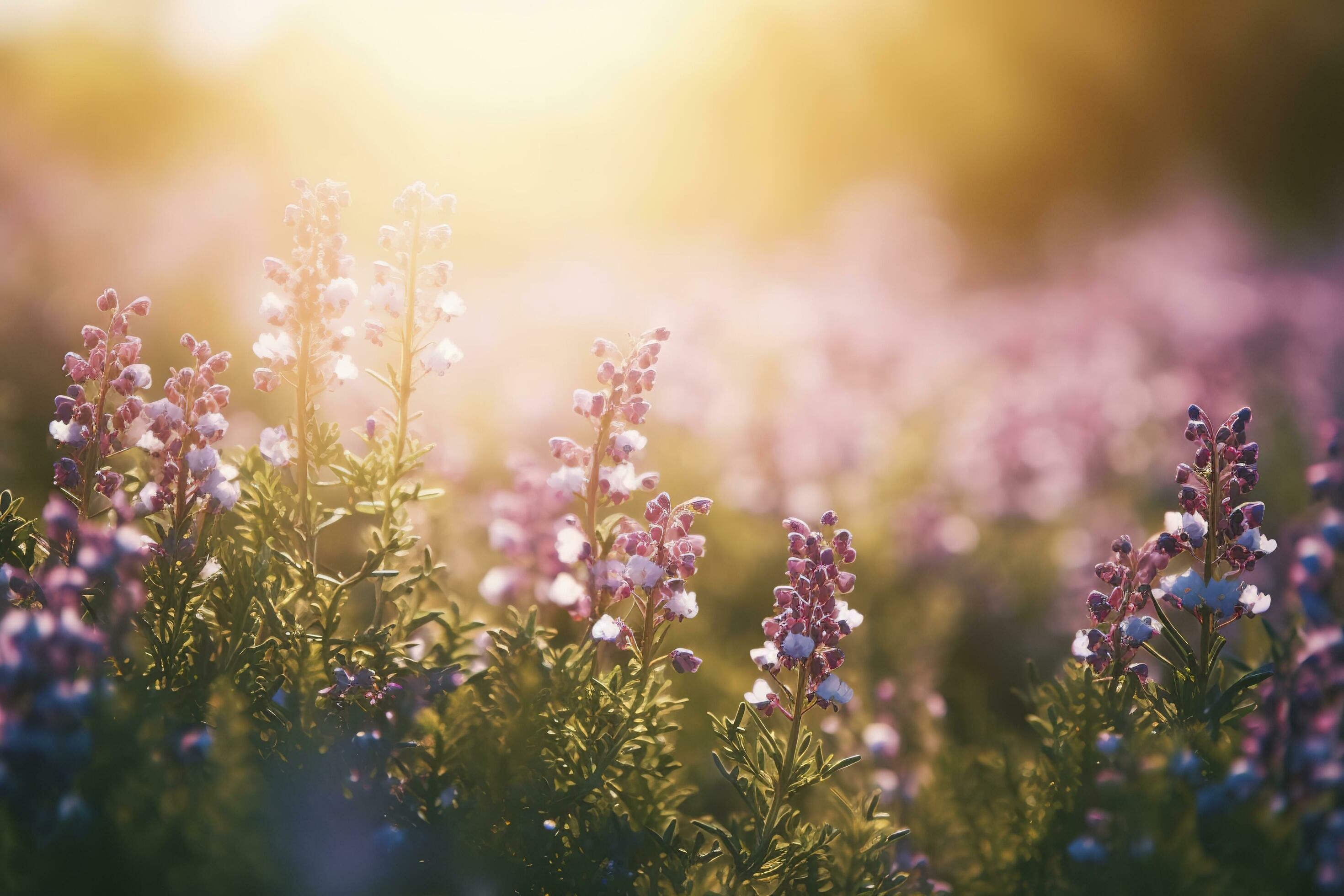 Erica Flower Field, Summer Season, Bokeh Effect , generate ai Stock Free