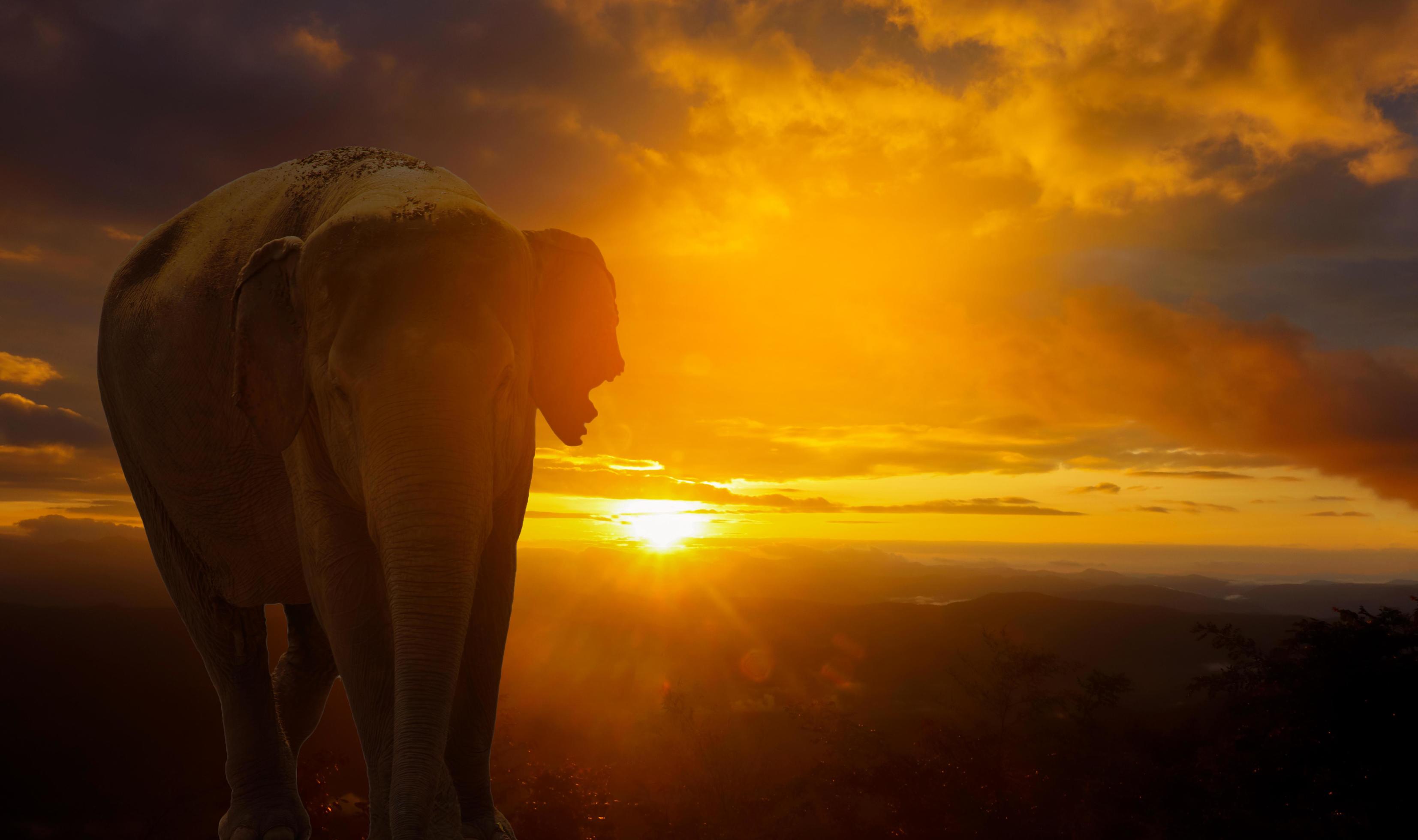 elephant in nature on sunset background Stock Free