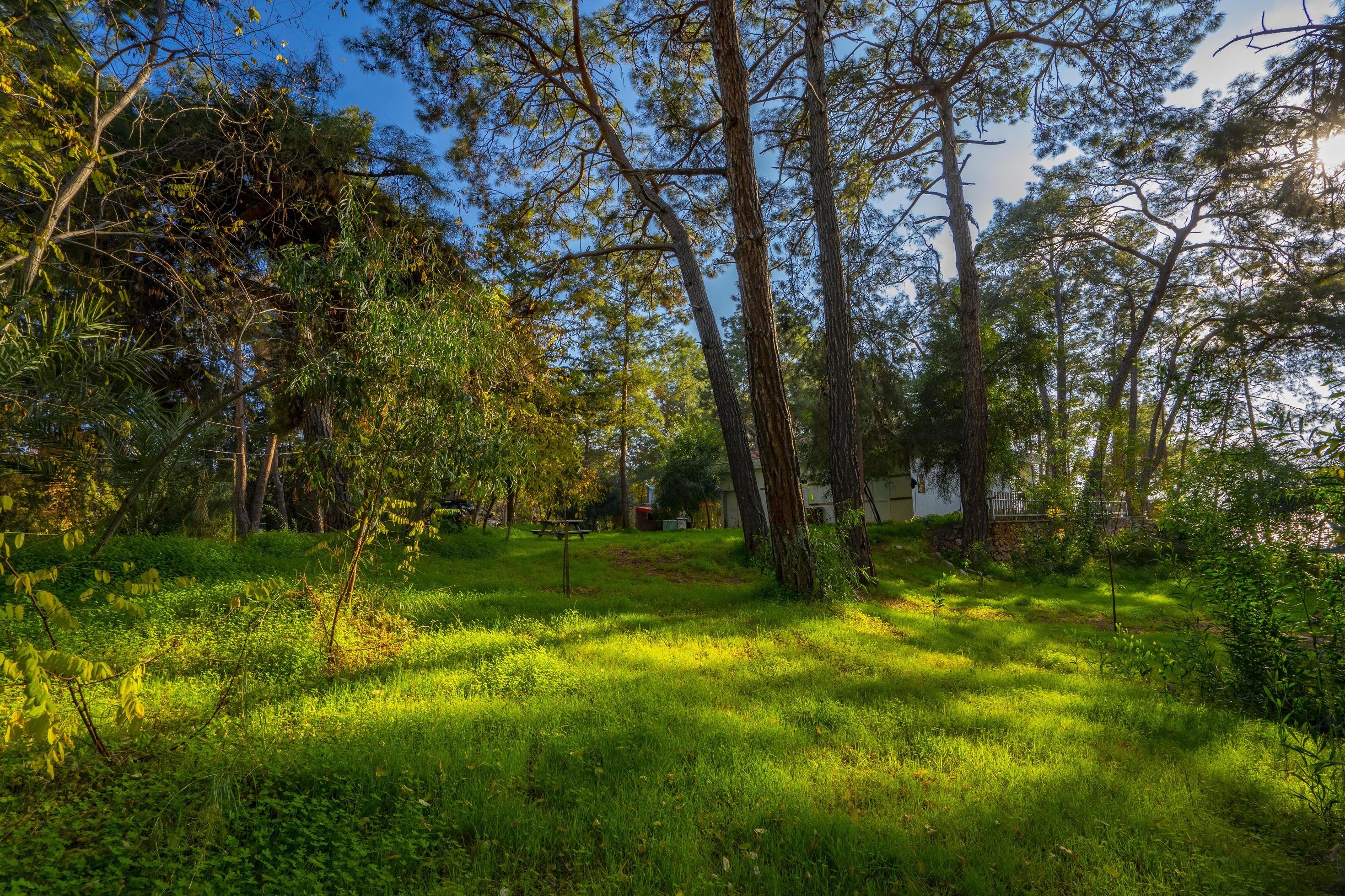 peaceful natural environment in the forest Stock Free