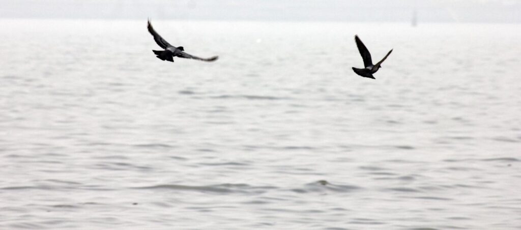 Pigeons In Flight Stock Free