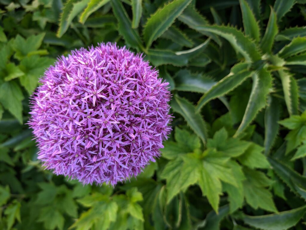 Closeup of delicate beautiful purple flowers, seasonal background, floral template, nature wallpaper Stock Free