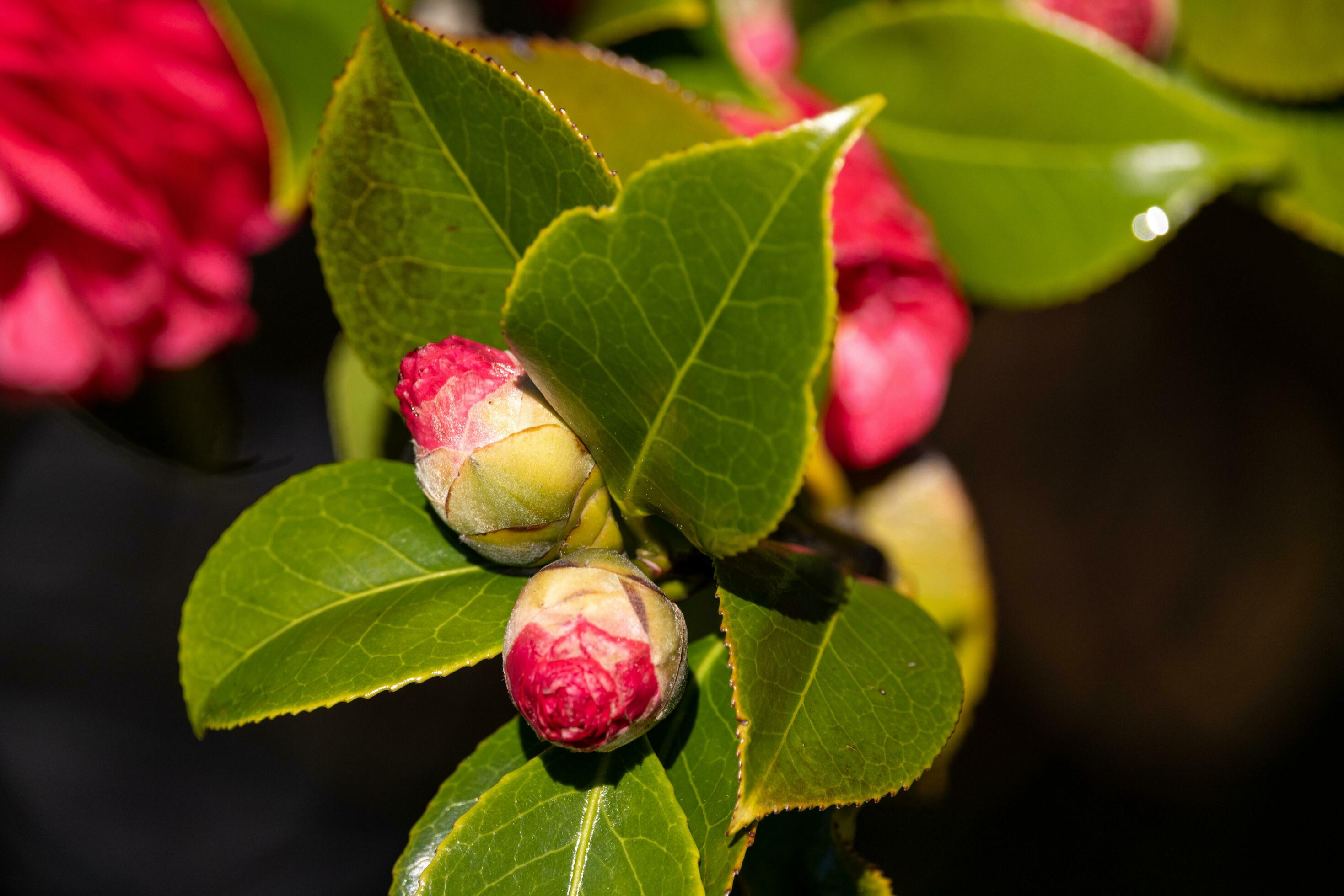 Pink Camellia Flowers Stock Free