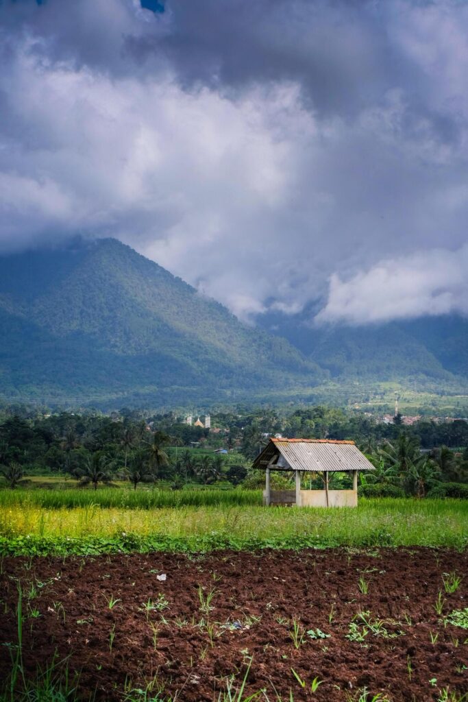 landscape view of rice fields with a hut in the middle and mountains in the background Stock Free