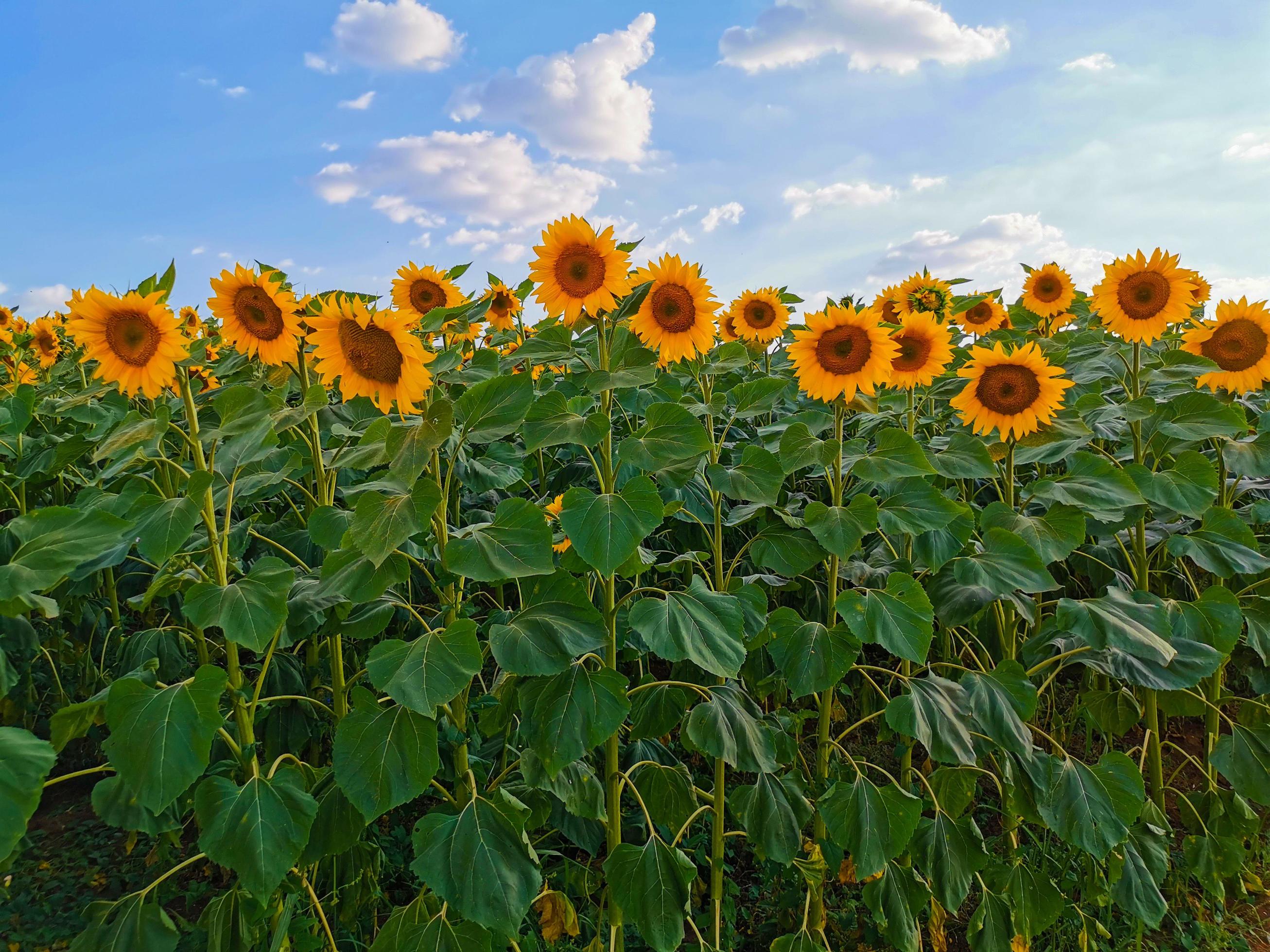 Wallpaper of Sunflower, Field, Nature, Summer, Blue Sky, Yellow Flowers Stock Free