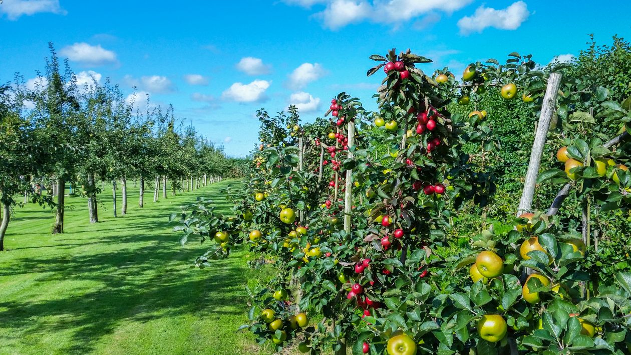 Apple garden Stock Free