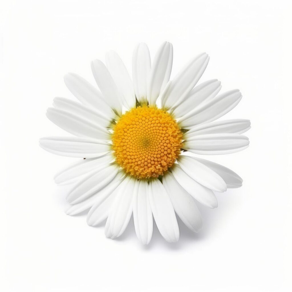 Chamomile flower on white background. Illustration Stock Free