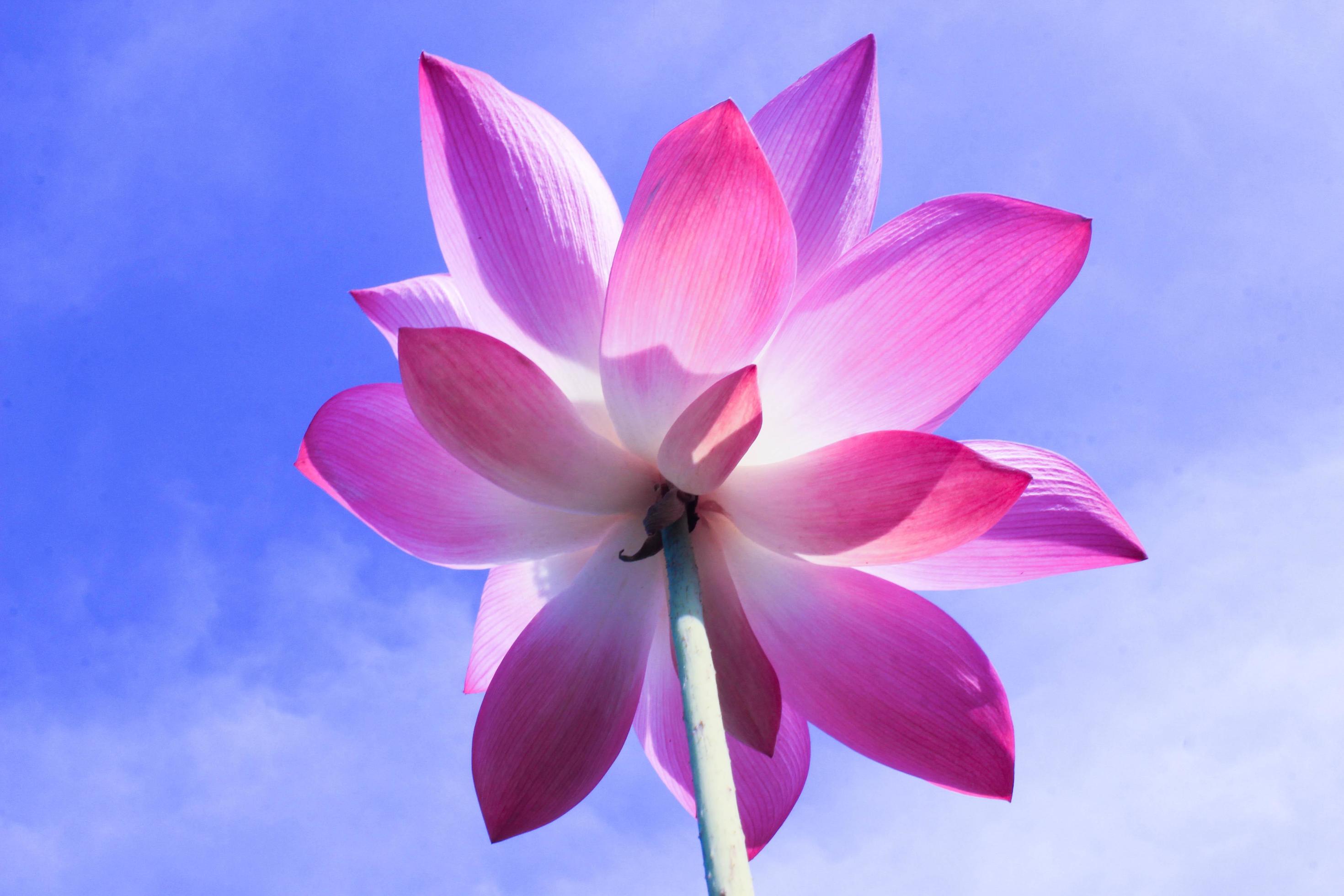 Pink lotus flowers bloom beautifully. Stock Free