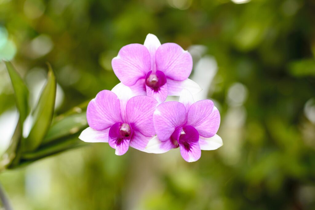 Orchidaceae is a diverse and widespread family of flowering plants, with blooms that are often colourful and often fragrant. Stock Free