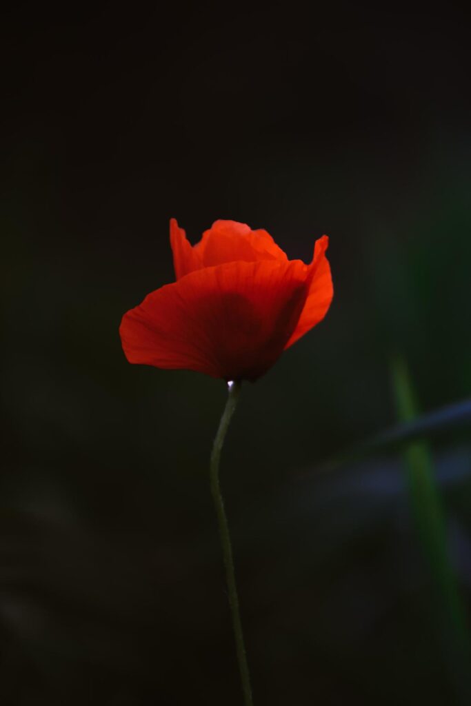 Red flower close up Stock Free