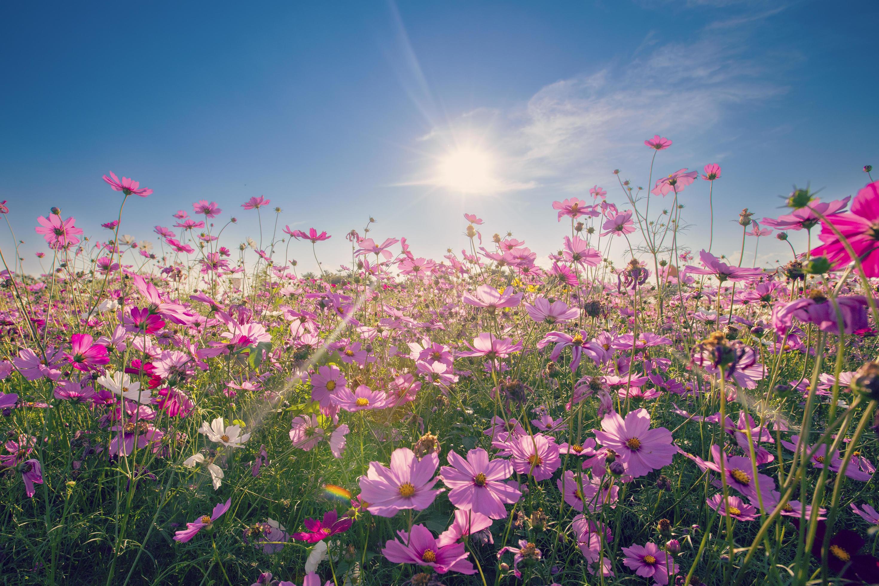 Natural view cosmos filed and sunset on garden background Stock Free