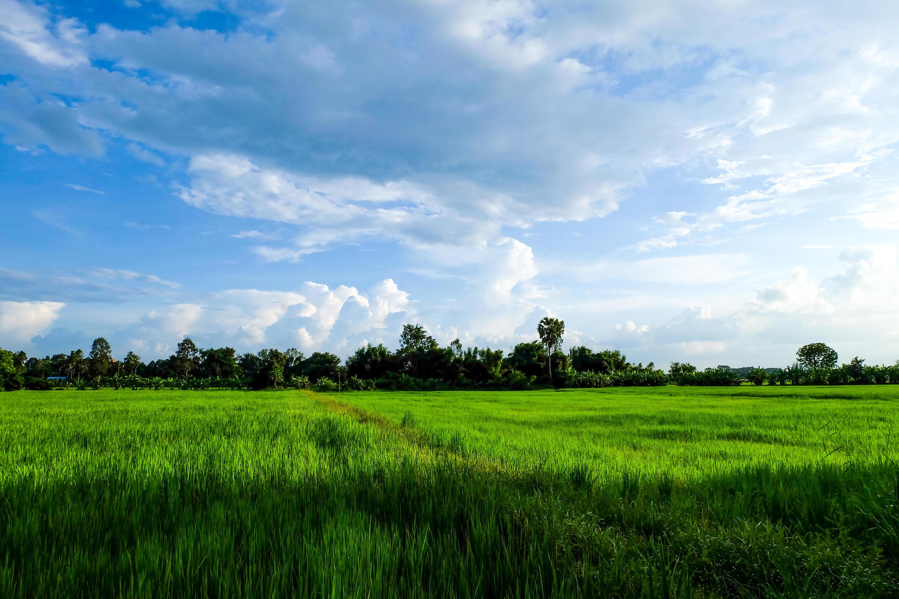 Blue sky and clouds and fields with trees, Nature landscape background in rainy season Stock Free