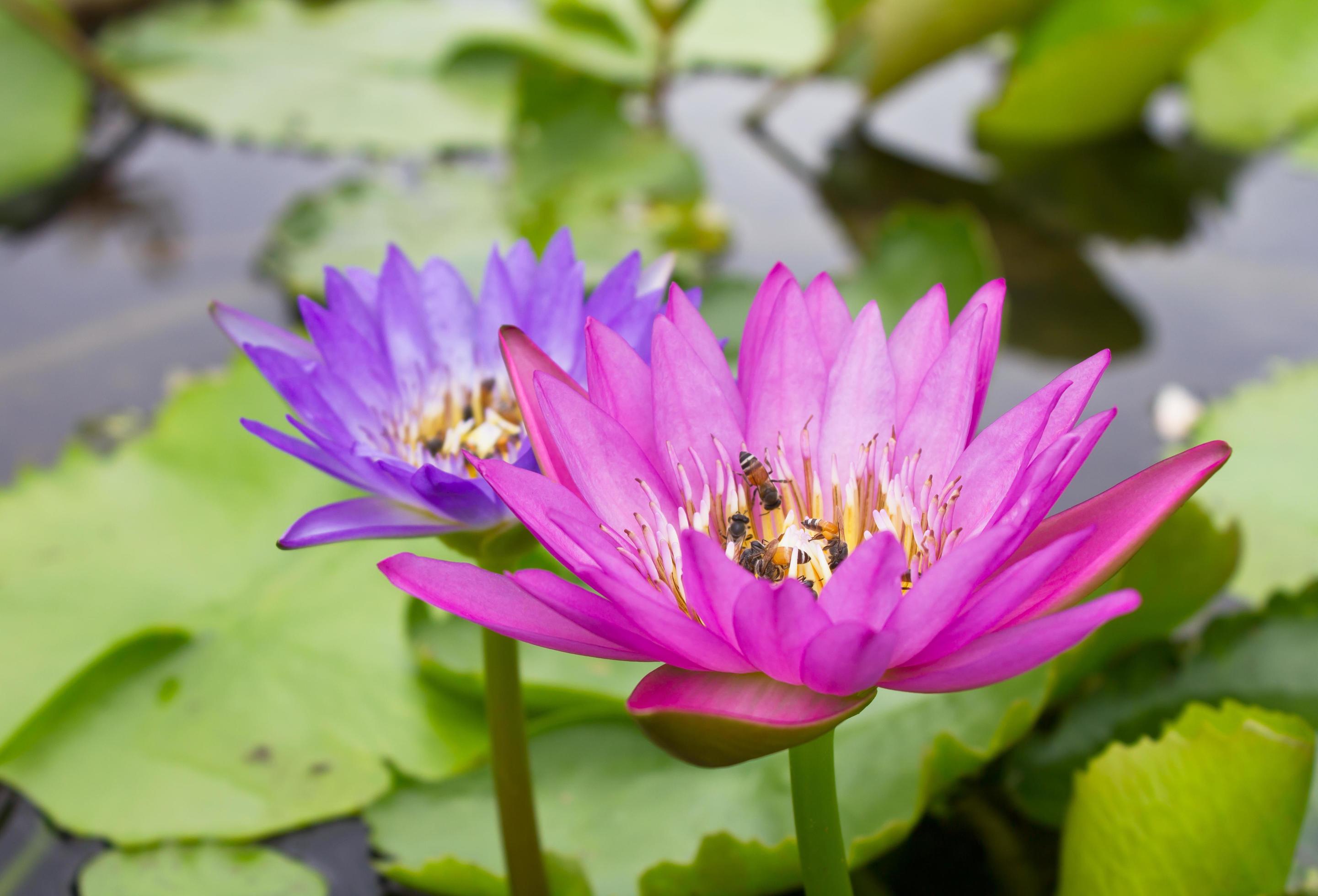 Purple and pink lotus flowers are close together. Stock Free