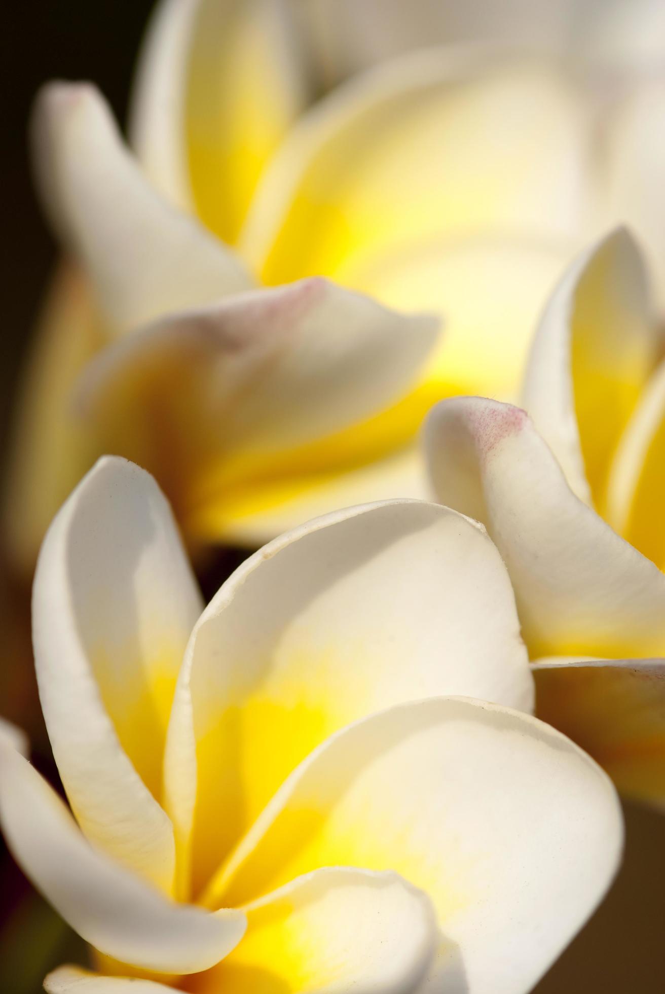 Frangipani flowers in the garden Stock Free