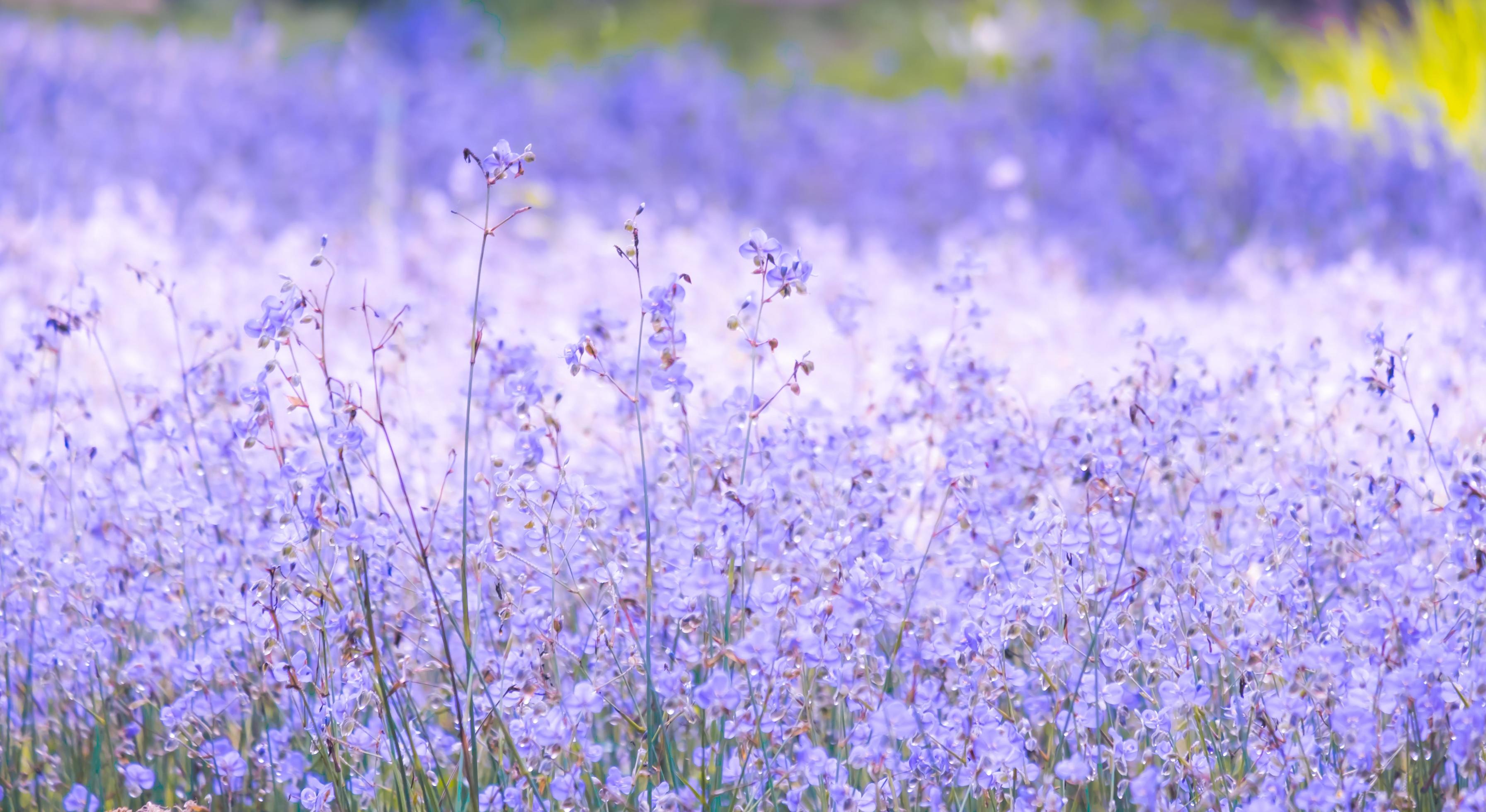 blurred of Beautiful Purple wild flowers blooming with refreshing in the morning,Soft pastel on nature bokeh background Stock Free