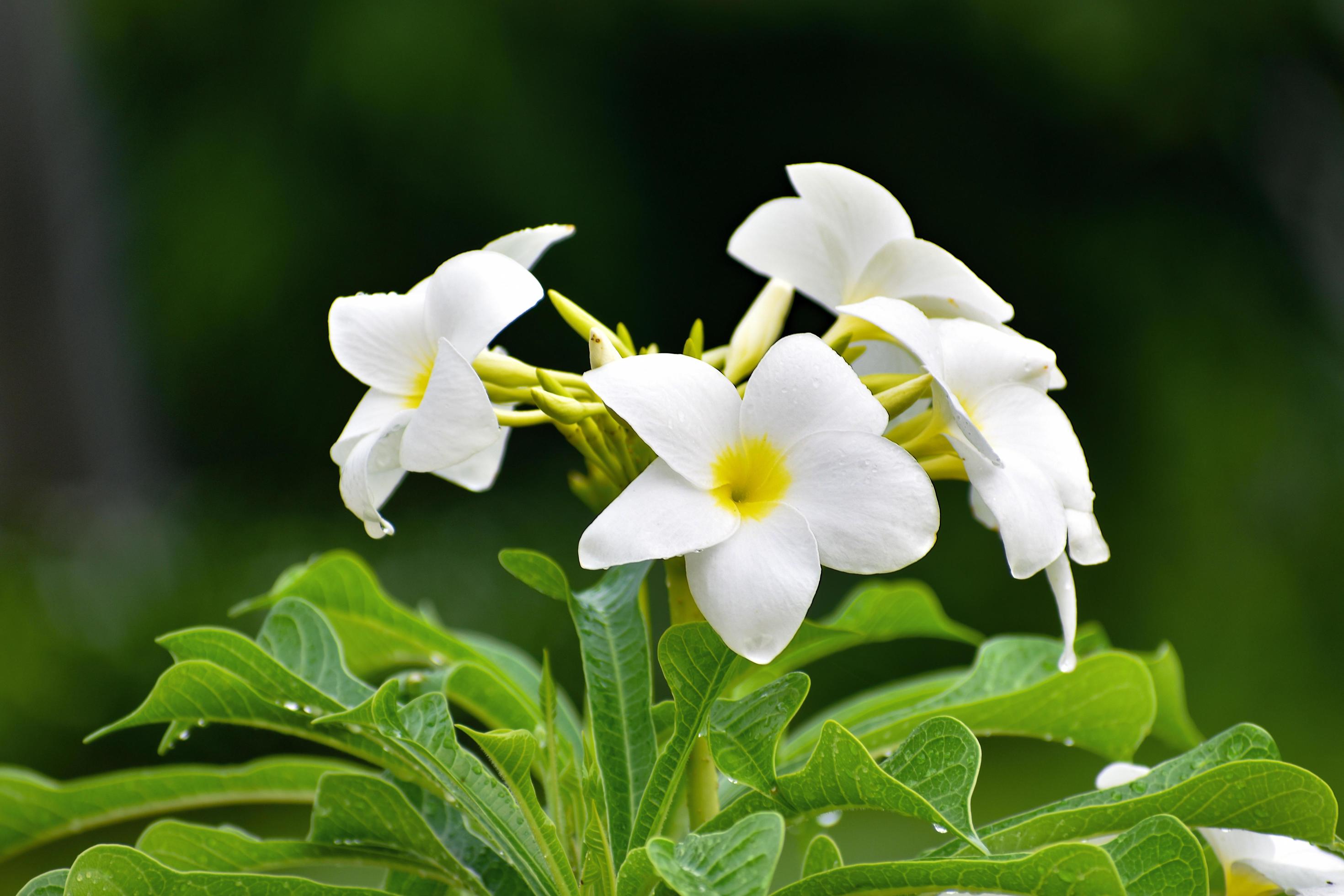 Beautiful flower in Bangladesh. Stock Free