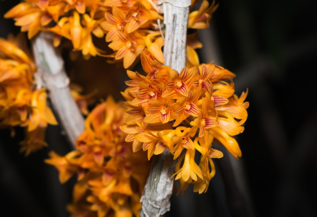 small orange Dendrobium orchid flower Stock Free