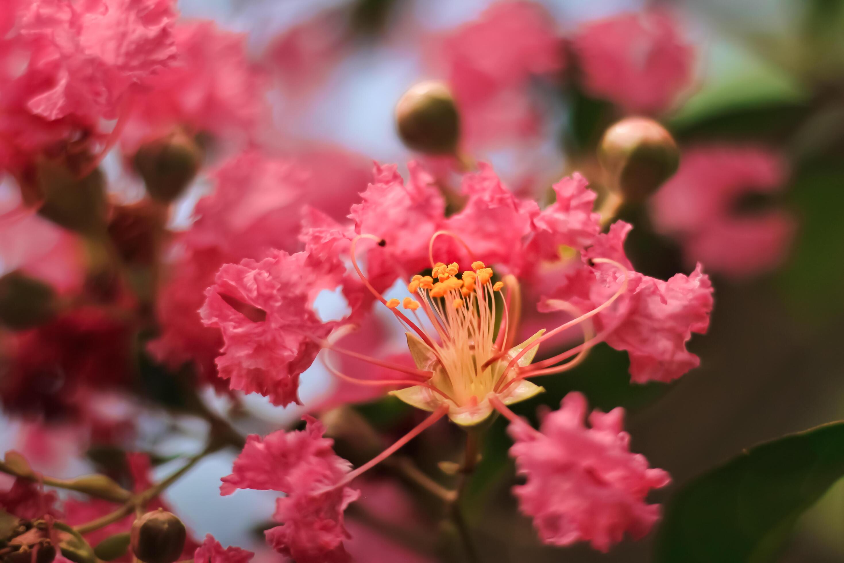 Lagerstroemia flower blooms in the garden. Lagerstroemia flower have latin named lagerstroemia. Lagerstroemia flower from lythraceae family Stock Free