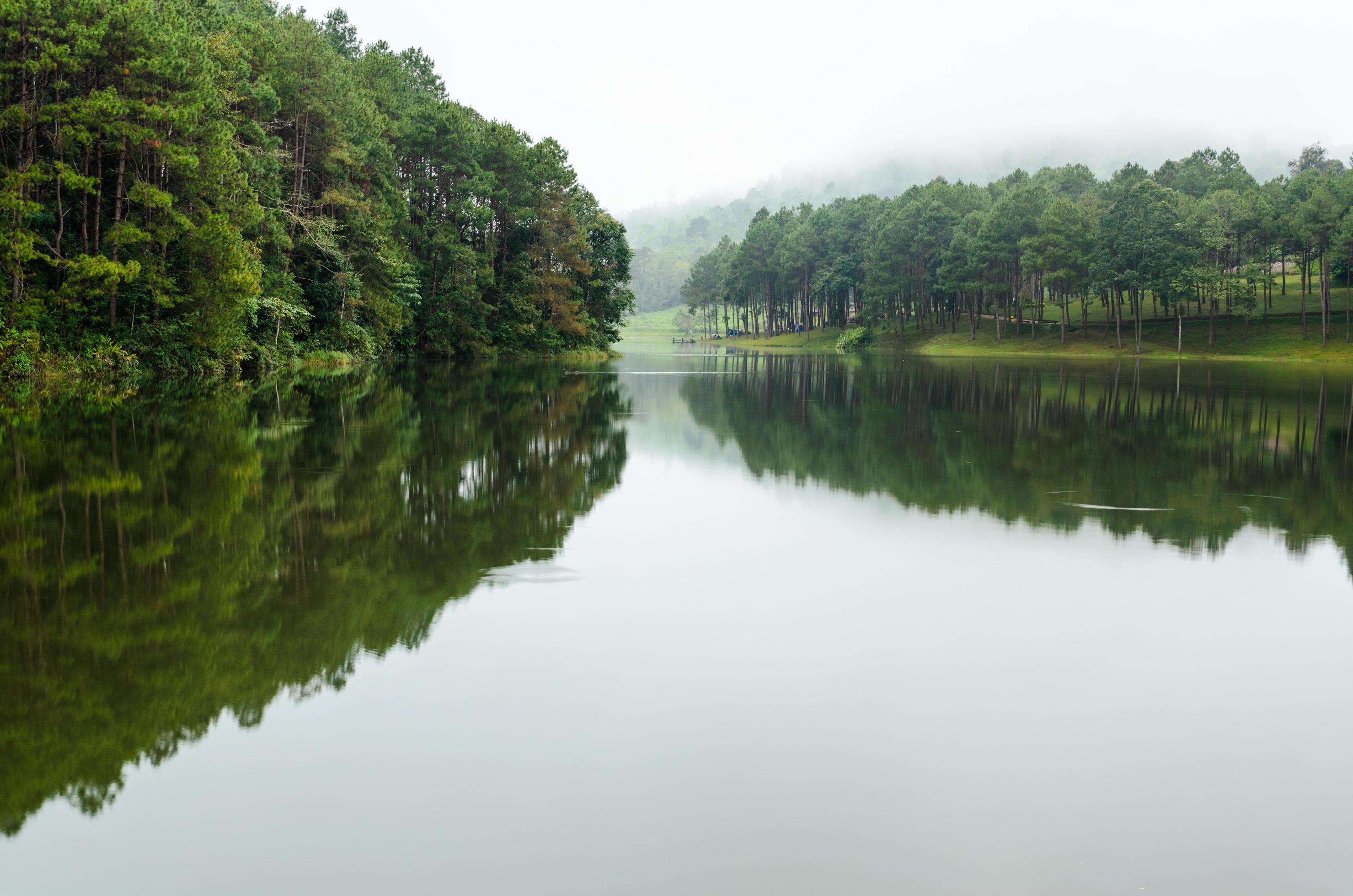 Nature landscape at dawn of lakes and pine forests Stock Free