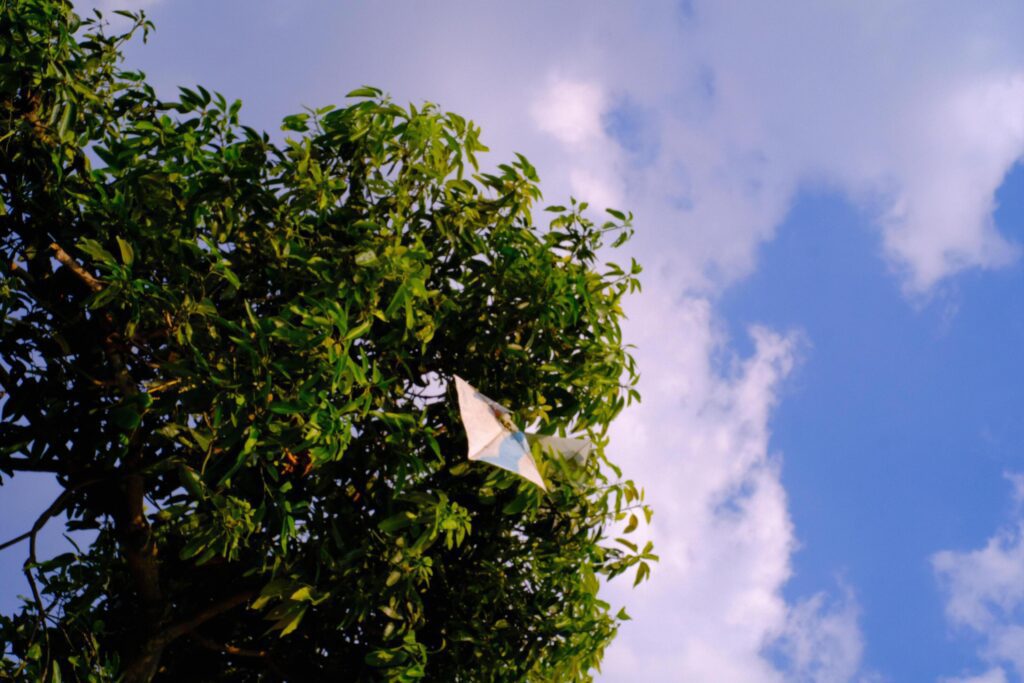 Background Photography. Photo of a kite caught in the branch of a towering mango tree. Snagged kites, objects, children’s games. Stock Free