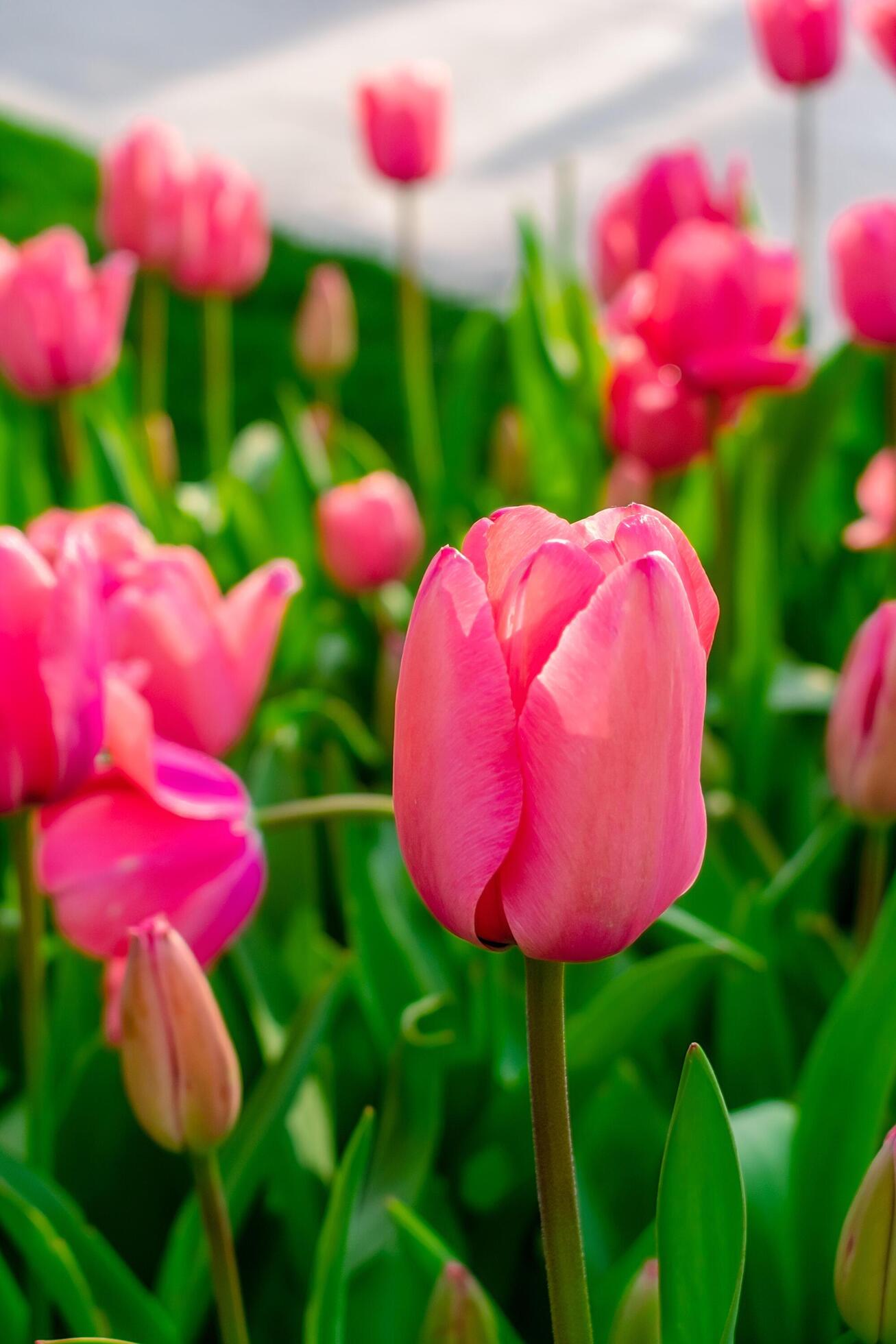 Background of many bright pink tulips. Floral background from a carpet of bright pink tulips. Stock Free