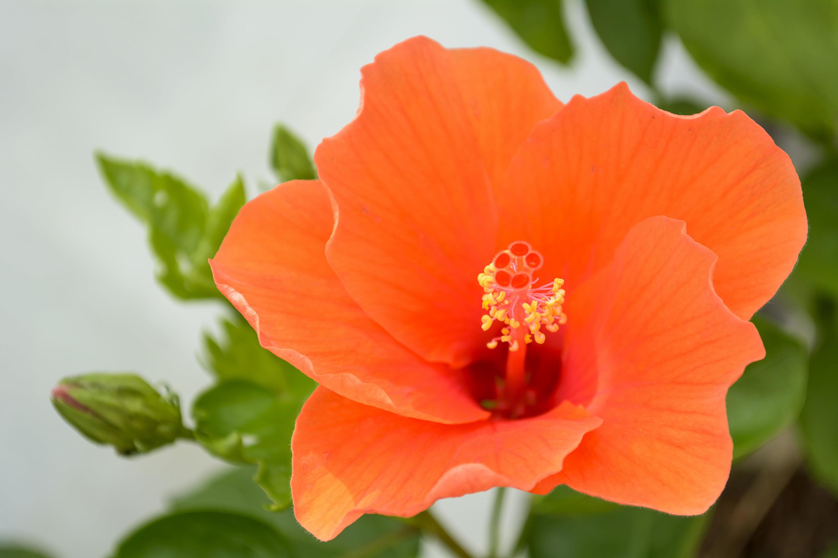 Hibiscus is a genus of flowering plants in the mallow family, Malvaceae. Stock Free