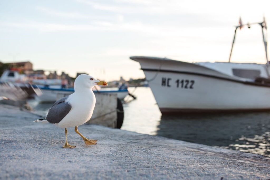 Seagull at Nessebar Port, Bulgaria Stock Free