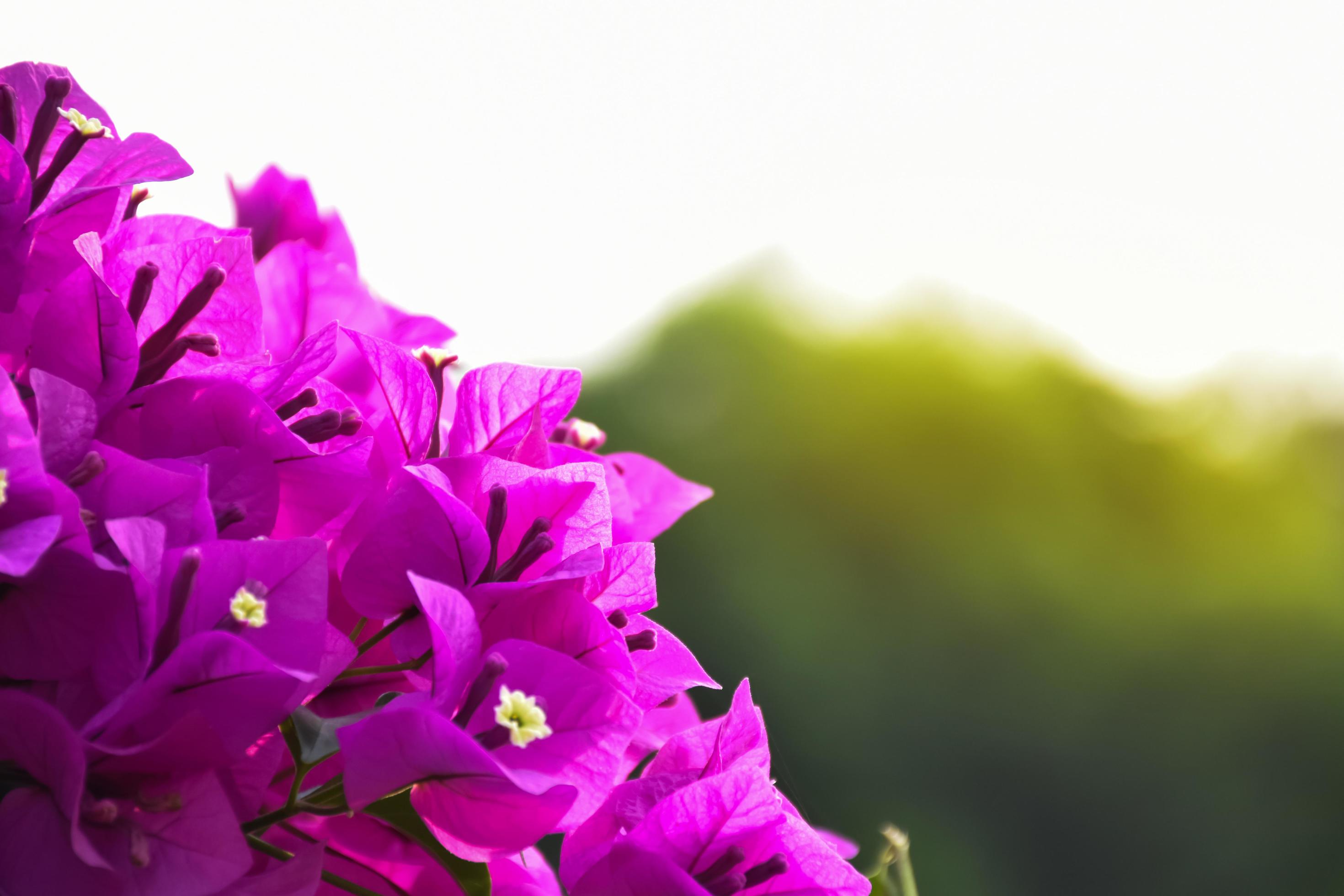 Bougainvillea flower in the morning with blurred background Stock Free