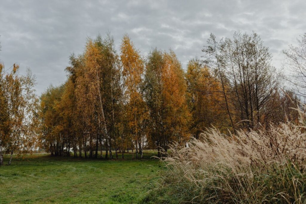 Autumn colors in the afternoon light Stock Free