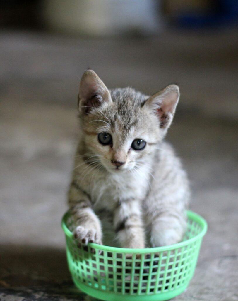 Kitten In Basket Stock Free