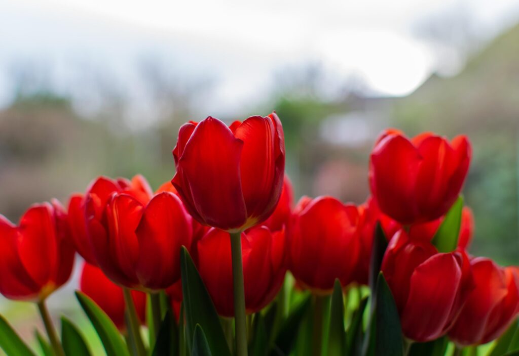 Bunch of red tulip flowers blooming Stock Free